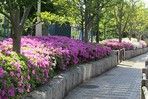 白とピンクのコントラストが美しい中央公園のツツジ