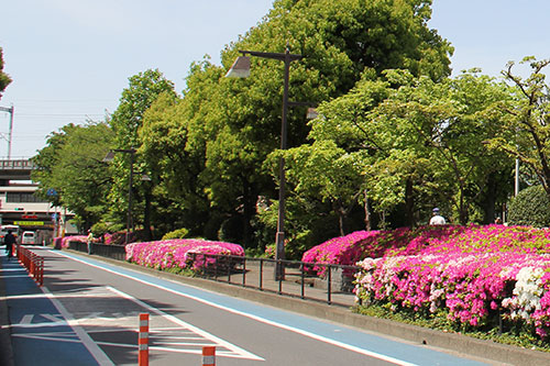 西大井広場公園北側の歩道には満開のツツジが