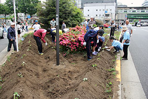 苗植えの様子