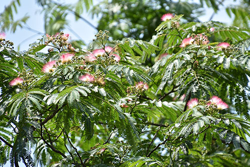 木の枝の先端に咲くネムノキの花