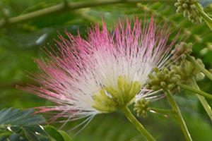 ネムノキの花のアップ