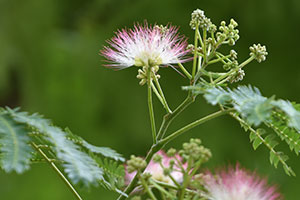 ネムノキの花