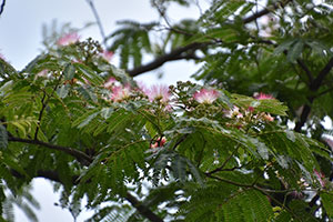 青空をバックにしたネムノキの花