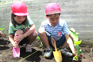 カンナの株を植えるために穴を掘る園児