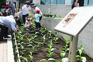 五反田文化センター前のしながわ平和の花壇