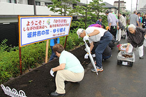 球根を植えている様子