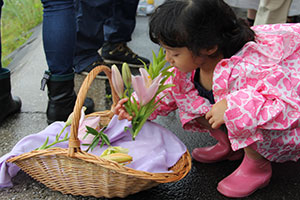 ユリの切り花