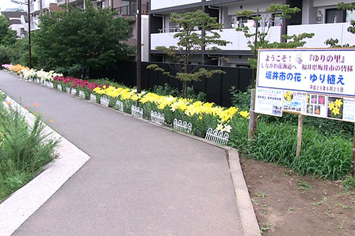 ユリの花壇全景