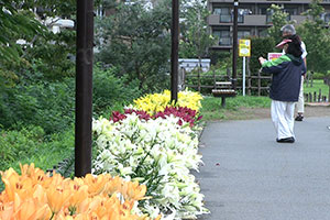 ユリの花を写真に納める女性