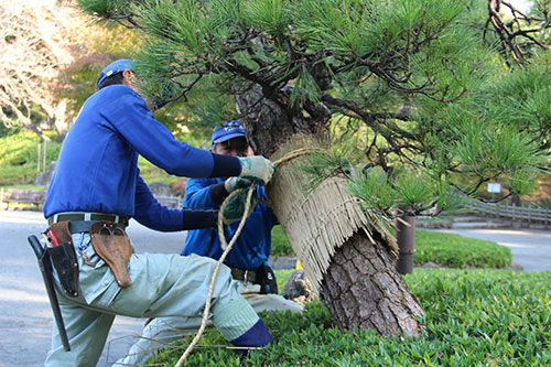 手際よく「こも」を巻き付ける公園管理者