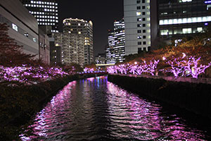 水面も桜色に染めるイルミネーション