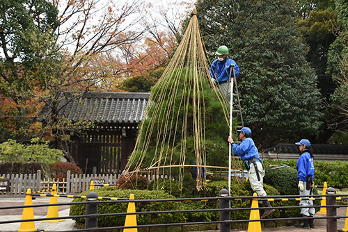 紅葉をバックに雪つり作業