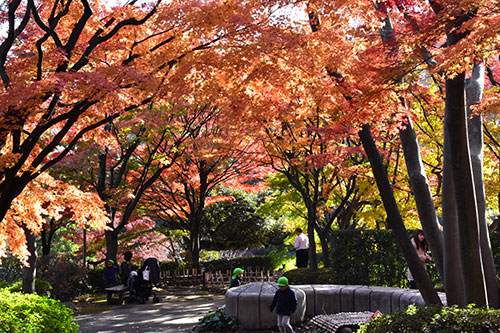 紅葉の前で遊ぶ園児