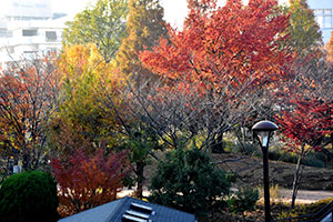 東品川海上公園の紅葉