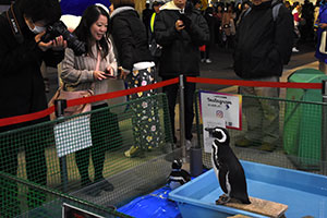 しながわ水族館からやってきたペンギン