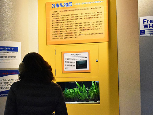 外来生物展　展示水槽を見る女性