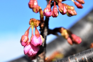 河津桜アップ