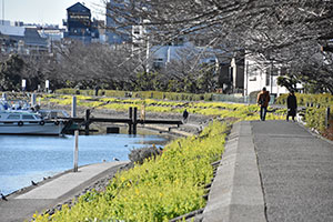 しながわ花海道 南側