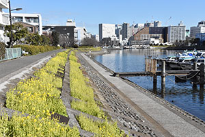 しながわ花海道　北側