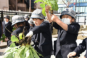 収穫したカブを掲げる男の子