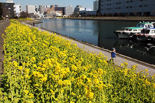 見頃となったしながわ花海道の菜の花