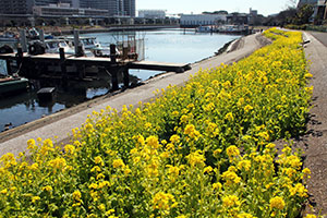 運河沿いに咲く菜の花