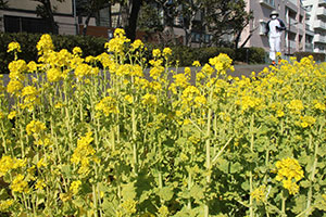 菜の花の咲く中ジョギングを楽しむ