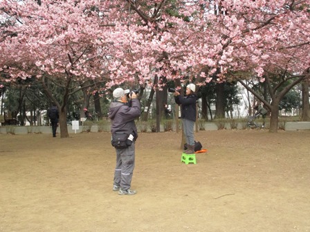 河津桜の撮影をする人たち