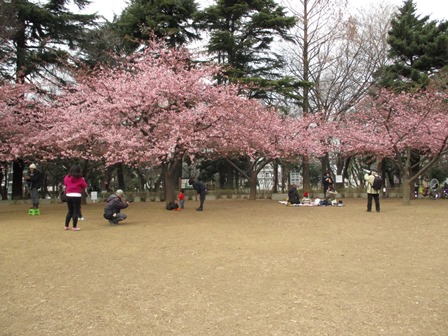 林試の森公園に咲く河津桜