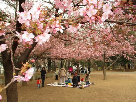 見ごろの桜とお花見をする人たちその2