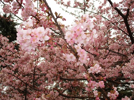今年の河津桜のアップその1