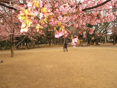桜と親子の様子