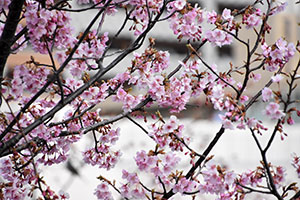 桜の枝