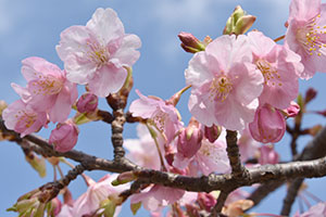 花のアップ