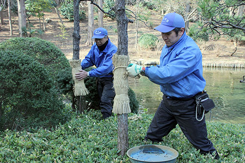 クロマツの菰はずし