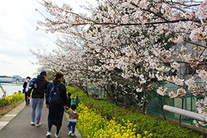 八重桜とソメイヨシノが28本ずつ植えられている