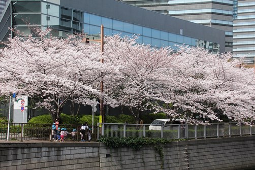 目黒川の桜