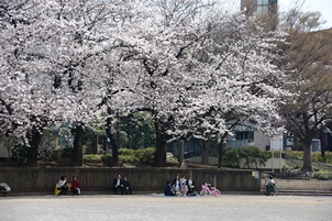 桜の下でお花見