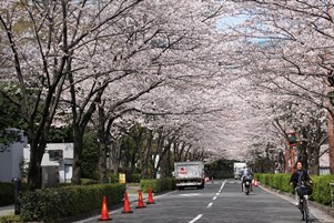 桜並木