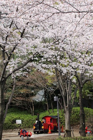 遊具と桜