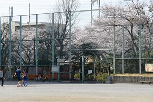 サッカー少年と桜