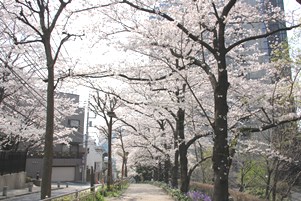 坂上の桜