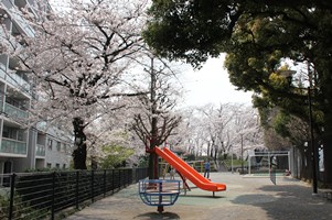 遊具と桜