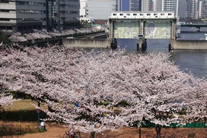 水門と桜