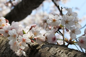 桜の花