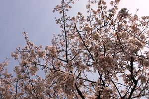 日の光を浴びる桜