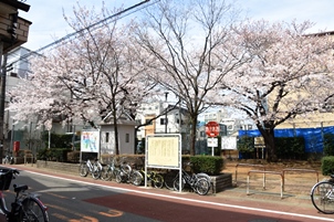 満開の桜