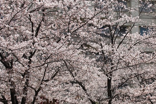 御成橋公園