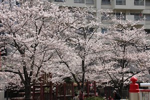 満開の桜