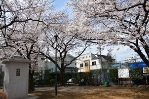 桜に囲まれた公園